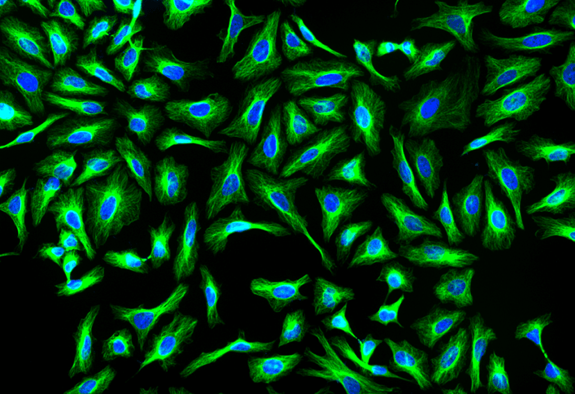 HeLa cells were incubated with mouse anti-tubulin followed by iFluor® 514 goat anti-mouse IgG conjugate (green). Nuclei were stained with DAPI (blue).