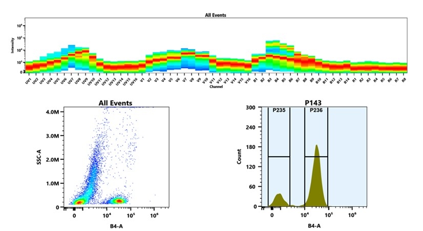 (Top) Spectral emission profiles generated using four spatially offset lasers (355 nm, 405 nm, 488 nm, and 640 nm). Each laser produced a distinct emission pattern, and their combination yielded the composite spectral signature. (Bottom) Flow cytometry analysis of whole blood stained with iFluor® 532 Anti-human CD3 Antibody *UCHT1*. The fluorescence signal was monitored using an Cytek Aurora flow cytometer in the specific B4-A channel.