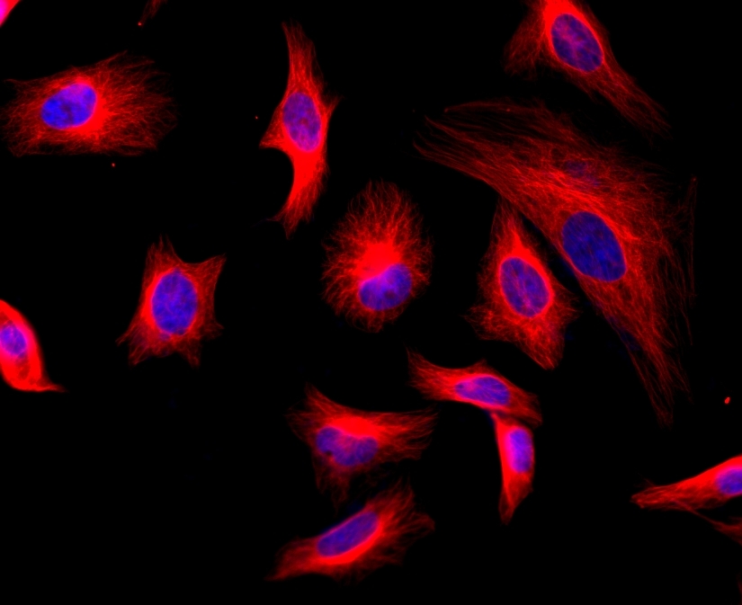 <p>HeLa cells were stained with mouse anti-tubulin followed with iFluor<sup>TM</sup> 532 goat anti-mouse IgG (H+L). Cell nuclei were stained with DAPI (Cat#17507).</p>