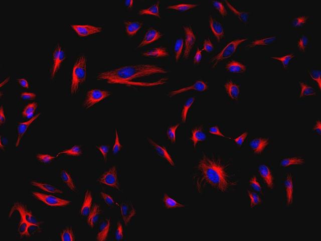 HeLa cells were incubated with mouse anti-tubulin and biotin goat anti-mouse IgG followed by AAT&rsquo;s iFluor<sup>TM</sup> 532-streptavidin conjugate (Red). Cell nuclei were stained with Hoechst 33342 (Blue).