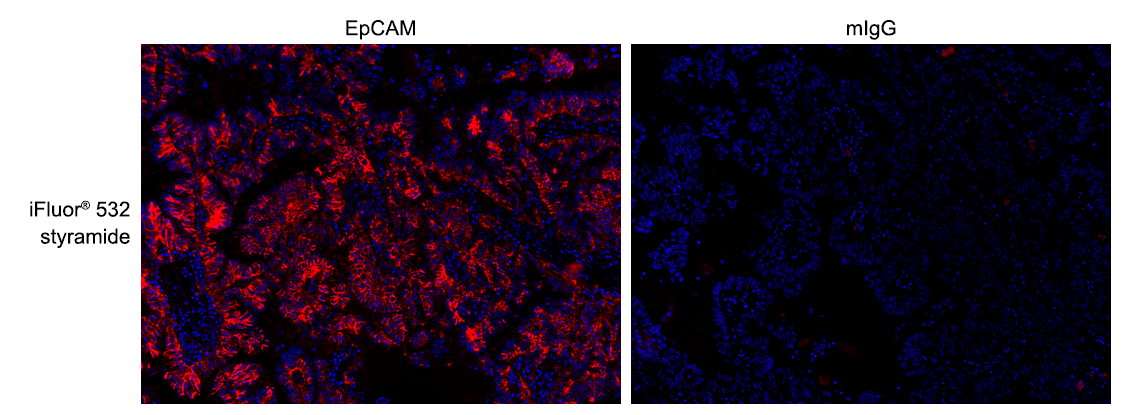 Formalin-fixed, paraffin-embedded (FFPE) human lung tissue was labeled with anti-EpCAM mouse mAb followed by HRP-labeled goat anti-mouse IgG (Cat No. 16728). The fluorescence signal was developed using iFluor® 532 styramide (Cat No. 45023) and detected with a TRITC/Cy3 filter set. Nuclei (blue) were counterstained with DAPI (Cat No. 17507).