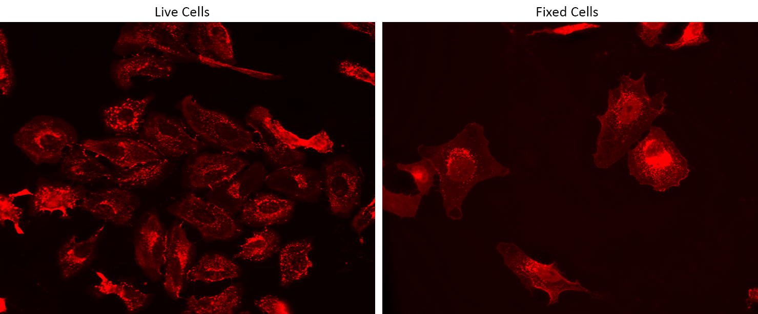 Live and fixed HeLa cells were stained with iFluor® 532-Wheat Germ Agglutinin (WGA) Conjugate at 10 µg/mL for 30 minutes. The image was acquired on a fluorescence microscope using Cy3/TRITC filter set.
