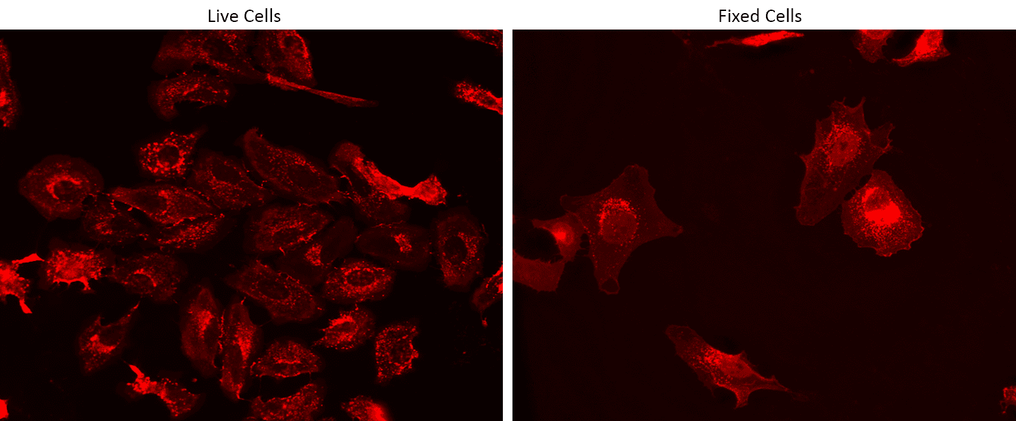 Live and fixed HeLa cells were stained with iFluor® 532-Wheat Germ Agglutinin (WGA) Conjugate at 10 µg/mL for 30 minutes. The image was acquired on a fluorescence microscope using Cy3/TRITC filter set.