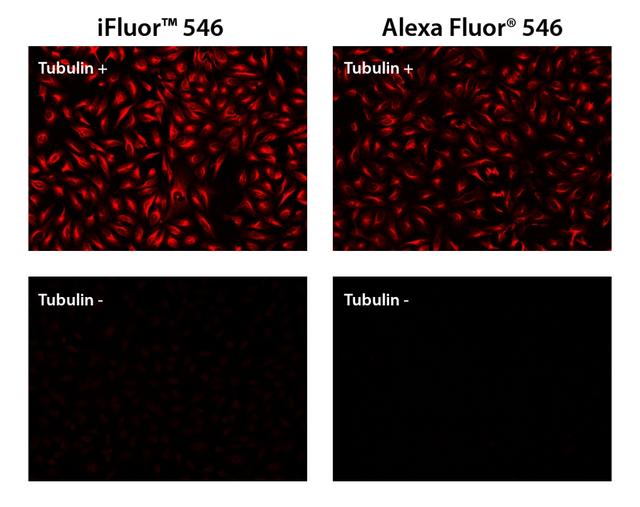 HeLa cells were incubated with (Tubulin+) or without (Tubulin-) mouse anti-tubulin followed by iFluor® 546 goat anti-mouse IgG conjugate (Red, Left) or Alexa Fluor&reg; 546 goat anti-mouse IgG conjugate (Red, Right), respectively.