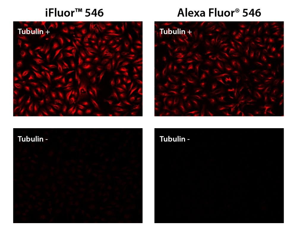 HeLa cells were incubated with (Tubulin+) or without (Tubulin-) mouse anti-tubulin followed by iFluor™ 546 goat anti-mouse IgG conjugate (Red, Left) or Alexa Fluor® 546 goat anti-mouse IgG conjugate (Red, Right), respectively.
