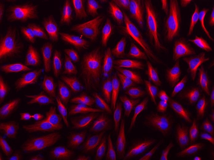<p>HeLa cells were incubated with mouse anti-tubulin followed with iFluor<sup>TM</sup> 546 goat anti-rabbit IgG conjugate (Red). Cell nuclei were stained with DAPI (Blue, Cat#17507).</p>