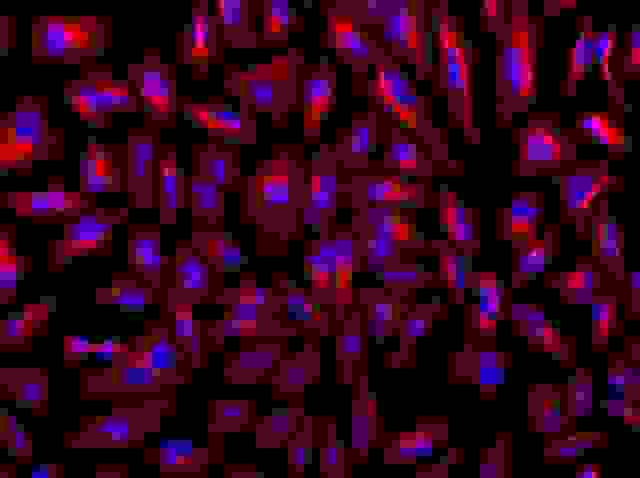 HeLa cells were incubated with mouse anti-tubulin followed with iFluor<sup>TM</sup> 546 goat anti-rabbit IgG conjugate (Red). Cell nuclei were stained with DAPI (Blue, Cat#17507).