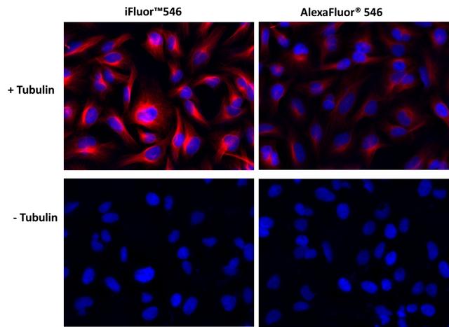 HeLa cells&nbsp;were stained&nbsp;with (Tubulin+) or without (Tubulin-) mouse anti-tubulin and then&nbsp;visualized&nbsp;with&nbsp;iFluor®&nbsp;546 goat anti-mouse IgG (Left) or with Alexa Fluor&reg;&nbsp;546 goat anti-mouse IgG (Right).