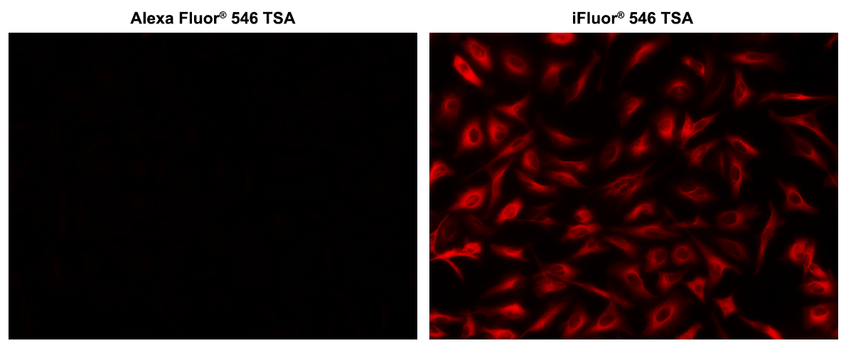 Microtubules of fixed HeLa cells were labeled with anti-α tubulin mouse mAb followed by HRP-labeled goat anti-mouse IgG (Cat No. 16728). The fluorescence signal was developed using Alexa Fluor® 546 tyramide or iFluor® 546 tyramide (Cat No. 45103) and detected with a TRITC/Cy3 filter set. iFluor® 546 tyramide shows significantly higher fluorescence intensity than Alexa Fluor® 546 tyramide under the same conditions.