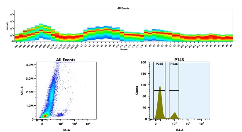 (Top) Spectral emission profiles generated using four spatially offset lasers (355 nm, 405 nm, 488 nm, and 640 nm). Each laser produced a distinct emission pattern, and their combination yielded the composite spectral signature. (Bottom) Flow cytometry analysis of whole blood stained with iFluor® 555 Anti-human CD19 Antibody (HIB19). The fluorescence signal was monitored using an Cytek Aurora flow cytometer in the specific B4-A channel.
