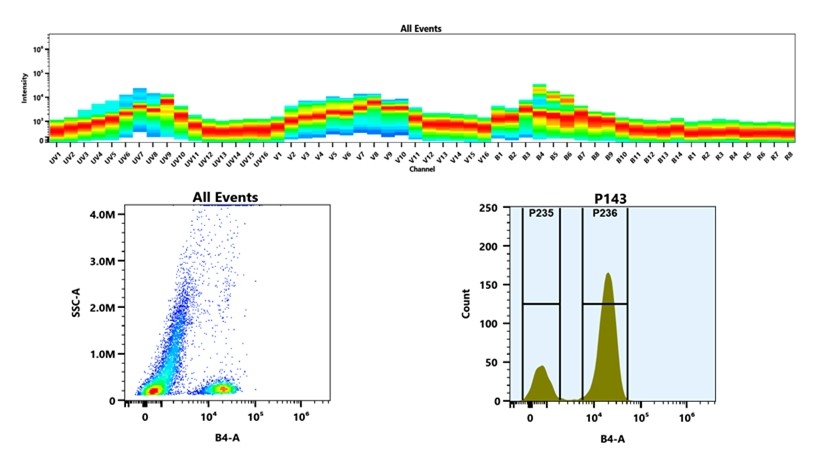 (Top) Spectral emission profiles generated using four spatially offset lasers (355 nm, 405 nm, 488 nm, and 640 nm). Each laser produced a distinct emission pattern, and their combination yielded the composite spectral signature. (Bottom) Flow cytometry analysis of whole blood stained with iFluor® 555 Anti-human CD3 Antibody *UCHT1*. The fluorescence signal was monitored using an Cytek Aurora flow cytometer in the specific B4-A channel.