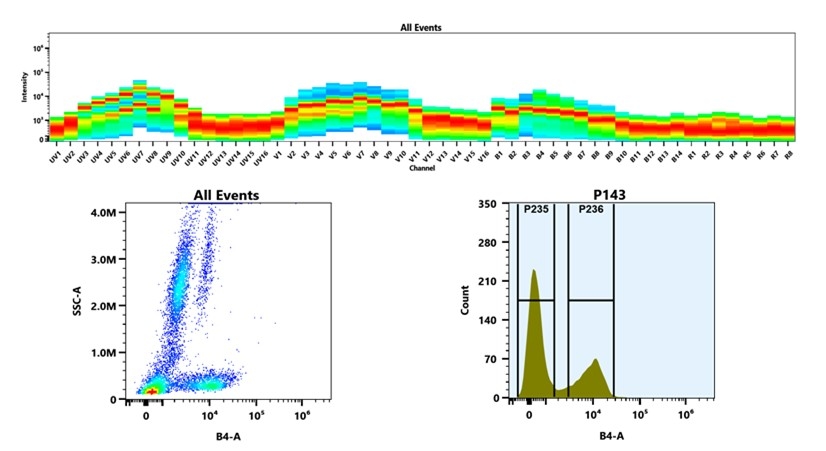 (Top) Spectral emission profiles generated using four spatially offset lasers (355 nm, 405 nm, 488 nm, and 640 nm). Each laser produced a distinct emission pattern, and their combination yielded the composite spectral signature. (Bottom) Flow cytometry analysis of whole blood stained with iFluor® 555 Anti-human CD7 Antibody *HIT7*. The fluorescence signal was monitored using an Cytek Aurora flow cytometer in the specific B4-A channel.