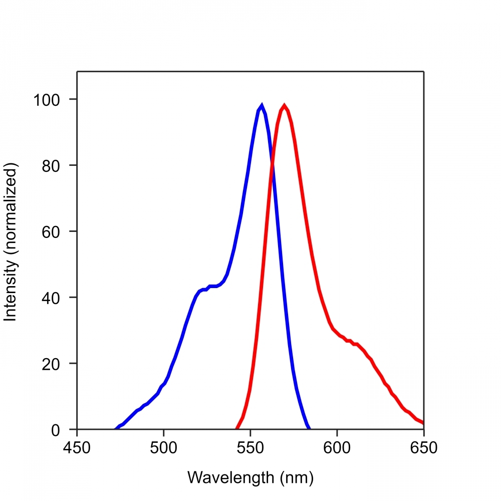 <p>Spectrum for iFluor 555</p>