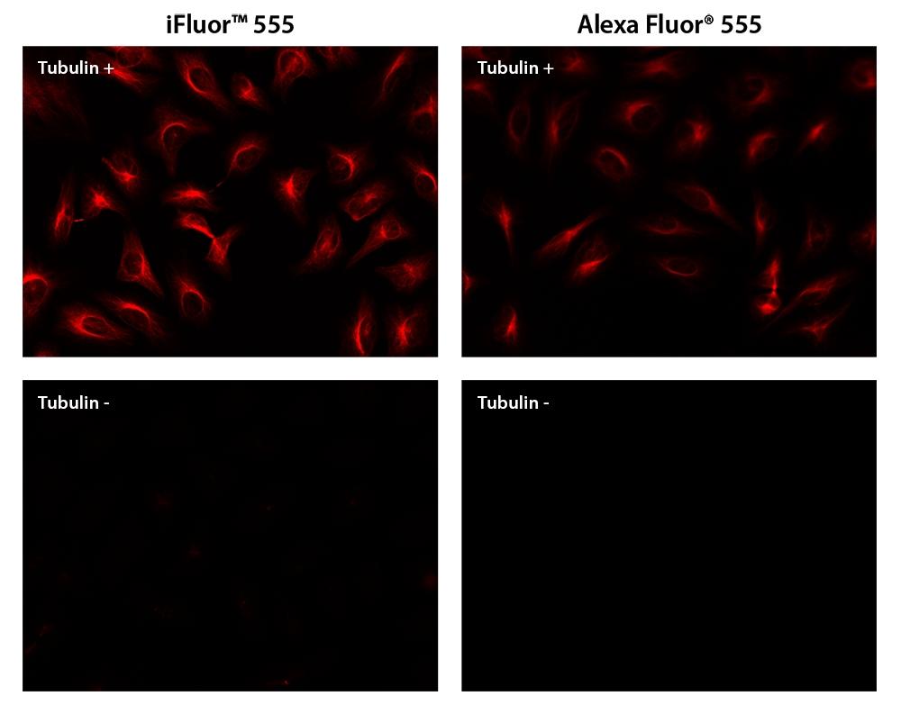 HeLa cells were stained with (Tubulin+) or without (Tubulin-) mouse anti-tubulin and then visualized with iFluor™ 594 goat anti-mouse IgG (Right) or Alexa Fluor® 594 goat anti-mouse IgG (Left).