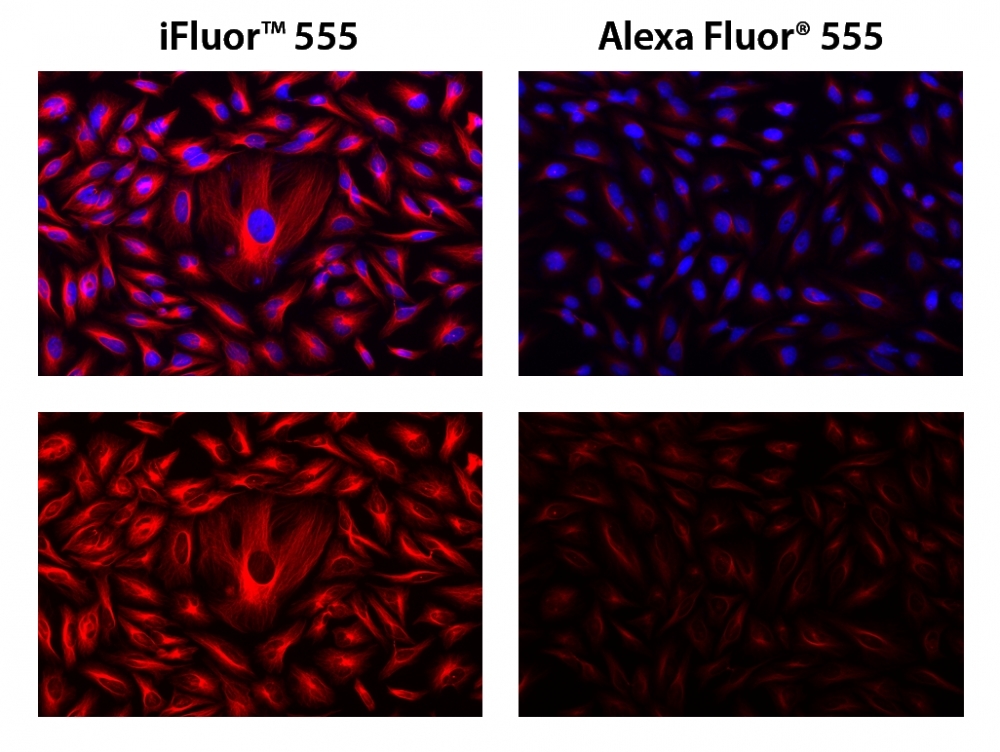 HeLa cells were incubated with mouse anti-tubulin followed by AAT’s iFluor<sup>TM</sup> 555 goat anti-mouse IgG conjugate (Red, Right) or goat anti-mouse IgG conjugated with Alexa Fluor<sup>®</sup> 555  (Red, left), respectively. Cell nuclei were stained with Hoechst 33342 (Blue, Cat# 17530).