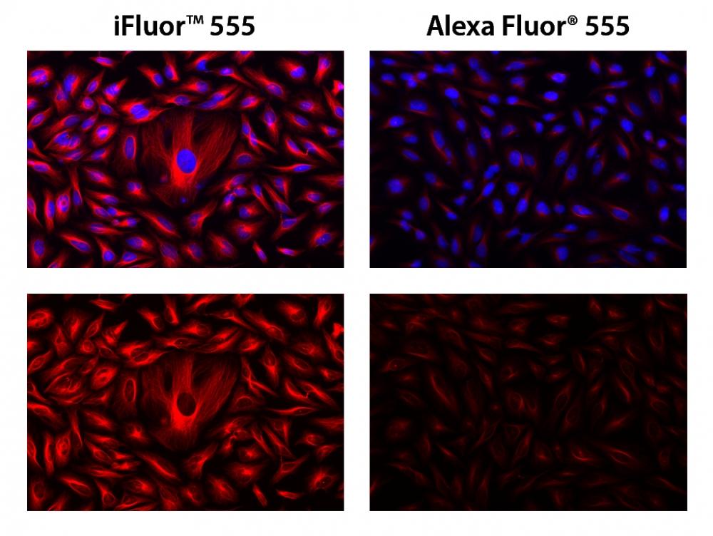 HeLa cells were incubated with mouse anti-tubulin followed by AAT&rsquo;s iFluor<sup>TM</sup> 555 goat anti-mouse IgG conjugate (Red, Right) or goat anti-mouse IgG conjugated with Alexa Fluor<sup>&reg;</sup> 555&nbsp; (Red, left), respectively. Cell nuclei were stained with Hoechst 33342 (Blue, Cat# 17530).