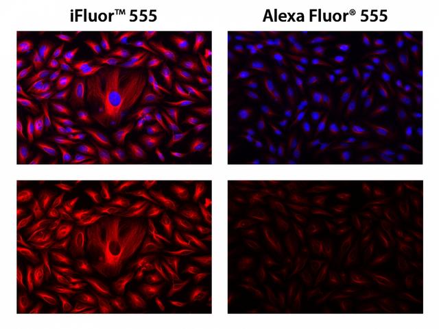 HeLa cells were incubated with mouse anti-tubulin followed by AAT&rsquo;s iFluor<sup>TM</sup> 555 goat anti-mouse IgG conjugate (Red, Right) or goat anti-mouse IgG conjugated with Alexa Fluor<sup>&reg;</sup> 555&nbsp; (Red, left), respectively. Cell nuclei were stained with Hoechst 33342 (Blue, Cat# 17530).