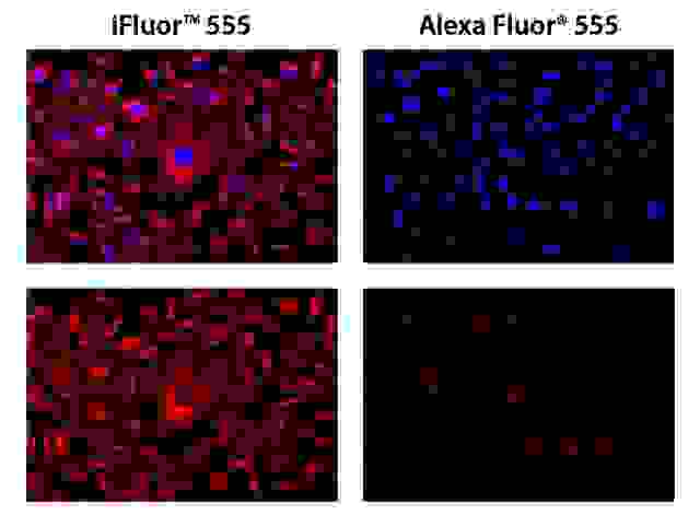 HeLa cells were incubated with mouse anti-tubulin followed by AAT’s iFluor<sup>TM</sup> 555 goat anti-mouse IgG conjugate (Red, Right) or goat anti-mouse IgG conjugated with Alexa Fluor<sup>®</sup> 555  (Red, left), respectively. Cell nuclei were stained with Hoechst 33342 (Blue, Cat# 17530).