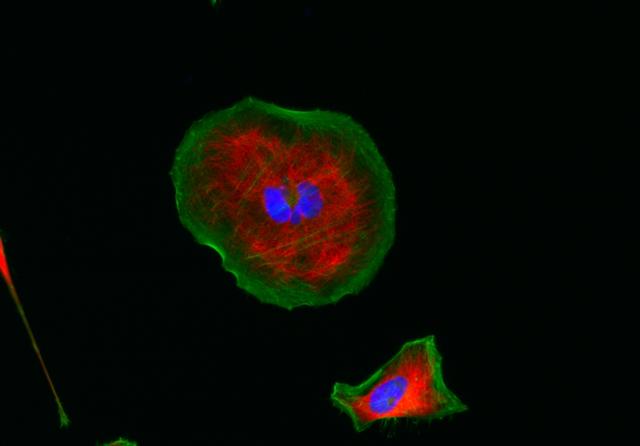 HeLa cells were stained with rabbit anti-tubulin followed with iFluor<sup>TM</sup> 555 goat anti-rabbit IgG (H+L) (red); actin filaments were stained with Phalloidin-iFluor<sup>TM</sup> 488 conjugate (green); and nuclei were stained with DAPI (blue).