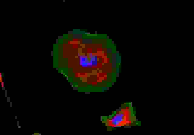 HeLa cells were stained with rabbit anti-tubulin followed with iFluor<sup>TM</sup> 555 goat anti-rabbit IgG (H+L) (red); actin filaments were stained with Phalloidin-iFluor<sup>TM</sup> 488 conjugate (green); and nuclei were stained with DAPI (blue).