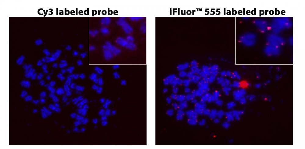 Fluorescence In Situ Hybridization of Cy3 and iFluor® 555-dUTP labelled Telomere probes in metaphase HeLa cells.