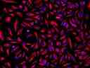 HeLa cells were incubated with mouse anti-tubulin and biotin goat anti-mouse IgG followed by AAT&rsquo;s iFluor® 555-streptavidin conjugate (Red). Cell nuclei were stained with Hoechst 33342 (Blue).