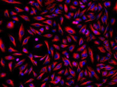 HeLa cells were incubated with mouse anti-tubulin and biotin goat anti-mouse IgG followed by AAT&rsquo;s iFluor® 555-streptavidin conjugate (Red). Cell nuclei were stained with Hoechst 33342 (Blue).