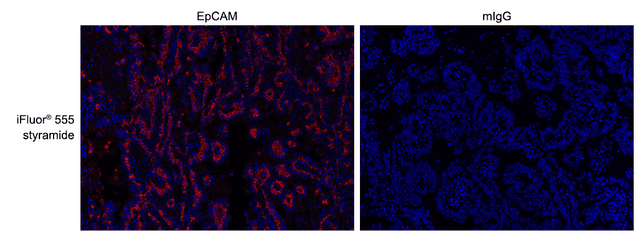 Formalin-fixed, paraffin-embedded (FFPE) human lung tissue was labeled with anti-EpCAM mouse mAb followed by HRP-labeled goat anti-mouse IgG (Cat No. 16728). The fluorescence signal was developed using iFluor® 555 styramide (Cat No. 45027) and detected with a TRITC/Cy3 filter set. Nuclei (blue) were counterstained with DAPI (Cat No. 17507).