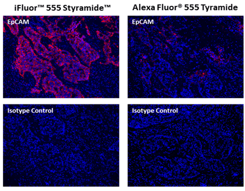 Fluorescence IHC