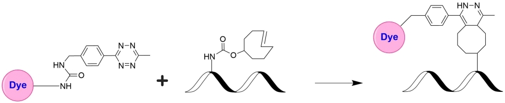 The tetrazine-trans-cyclooctene (TCO) ligation constitutes a non-toxic biomolecule labeling method of unparalleled speed. A tetrazine-functionalized molecule reacts with a TCO-functionalized molecule, forming a stable conjugate via a dihydropyrazine moiety. This has gained popularity due to its extremely fast kinetics. iFluor® 555 tetrazine can be readily used to label tetrazine-modified biological molecules for fluorescence imaging and other fluorescence-based biochemical analysis.