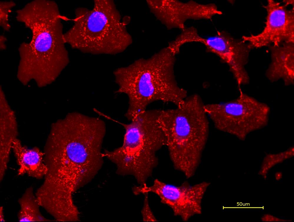 Live HeLa cells were stained with iFluor® 555-Wheat Germ Agglutinin (WGA) Conjugate at 5 µg/mL for 30 minutes followed by Hoechst 33342 (AAT Cat# 17535). Image was acquired using fluorescence microscopy using Cy3/TRITC and DAPI filter set.
