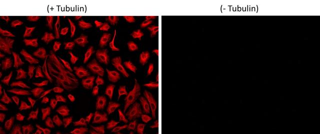 HeLa cells were incubated with (+ Tubulin) or without (-Tubulin) mouse anti-tubulin followed by iFluor®&nbsp;560 goat anti-mouse IgG conjugate stain and&nbsp;visualized with Cy3 Filter.