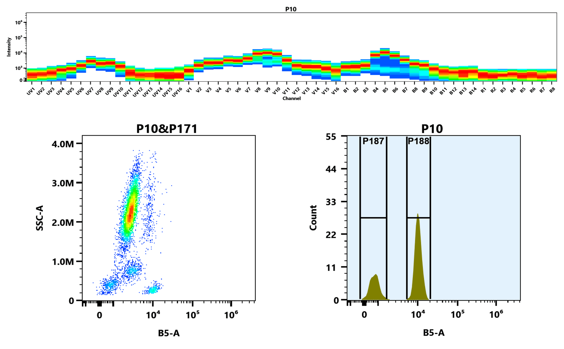 Top) The Spectral pattern was generated using a 4-laser spectral cytometer. Four spatially offset lasers (355 nm, 405 nm, 488 nm, and 640 nm) were used to create four distinct emission profiles, which, when combined, yielded the overall spectral signature. Bottom) Flow cytometry analysis of whole blood stained with iFluor® 568 anti-human CD4 *SK3* conjugate. The fluorescence signal was monitored using an Aurora spectral flow cytometer in the iFluor® 568 B5-A channel.