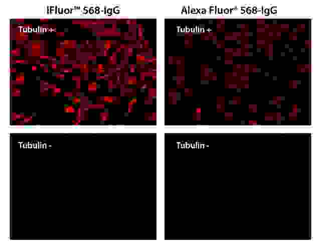 HeLa cells were incubated with (Tubulin+) or without (Tubulin-) mouse anti-tubulin followed by iFluor™ 568 goat anti-mouse IgG conjugate (Red, Left) or Alexa  Fluor® 568 goat anti-mouse IgG conjugate (Red, Right), respectively.