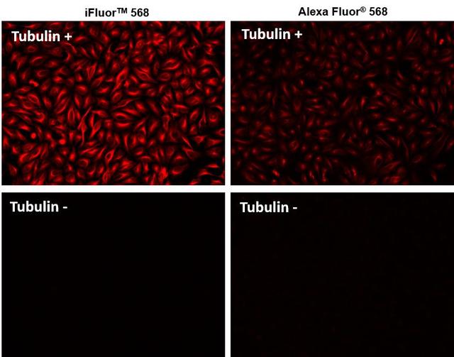 HeLa cells were incubated with (Tubulin+) or without (Tubulin-) mouse anti-tubulin followed by iFluor&reg; 568 goat anti-mouse IgG conjugate (Red, Left) or Alexa&nbsp; Fluor&trade; 568 goat anti-mouse IgG conjugate (Red, Right), respectively.