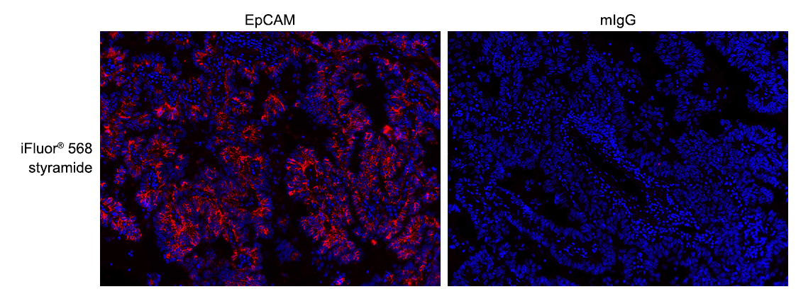 Formalin-fixed, paraffin-embedded (FFPE) human lung tissue was labeled with anti-EpCAM mouse mAb followed by HRP-labeled goat anti-mouse IgG (Cat No. 16728). The fluorescence signal was developed using iFluor® 568 styramide (Cat No. 45030) and detected with a TRITC/Cy3 filter set. Nuclei (blue) were counterstained with DAPI (Cat No. 17507).