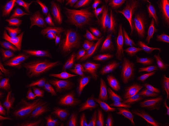 <p>HeLa cells were incubated with mouse anti-tubulin followed with iFluor<sup>TM</sup> 568 goat anti-mouse IgG conjugate (Red). Cell nuclei were stained with DAPI (Blue, Cat#17507).</p>
