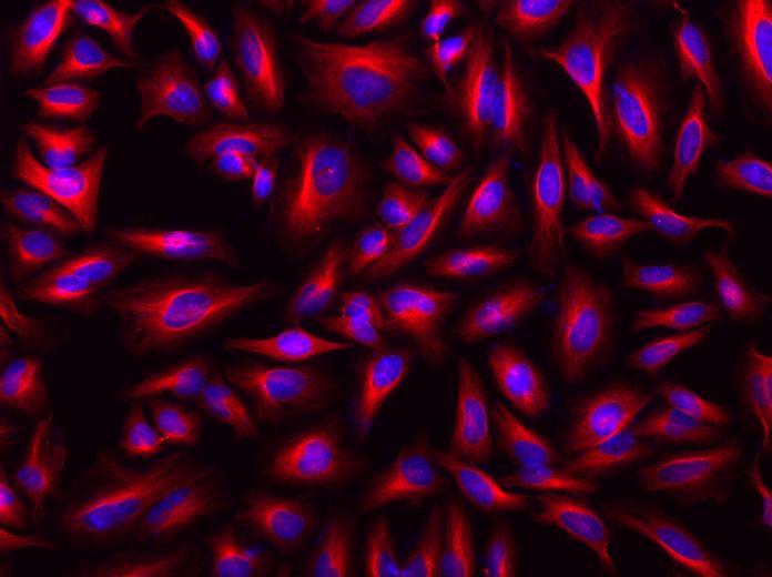 HeLa cells were incubated with mouse anti-tubulin followed with iFluor<sup>TM</sup> 568 goat anti-mouse IgG conjugate (Red). Cell nuclei were stained with DAPI (Blue, Cat#17507).