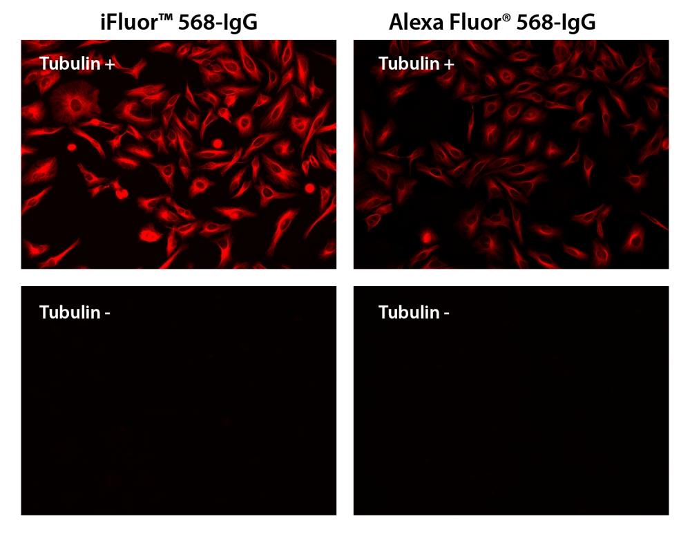 HeLa cells were incubated with (Tubulin+) or without (Tubulin-) mouse anti-tubulin followed by iFluor® 568 goat anti-mouse IgG conjugate (Red, Left) or Alexa&nbsp; Fluor&reg; 568 goat anti-mouse IgG conjugate (Red, Right), respectively.