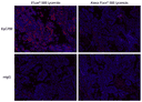 Formalin-fixed, paraffin-embedded (FFPE) human lung tissue was labeled with anti-EpCAM mouse mAb followed by HRP-labeled goat anti-mouse IgG (Cat No. 16728). The fluorescence signal was developed using iFluor® 568 tyramide (Cat No.  45106) or Alexa Fluor® 568 tyramide and detected with a TRITC/Cy3 filter set. Nuclei (blue) were counterstained with DAPI (Cat No. 17507).
