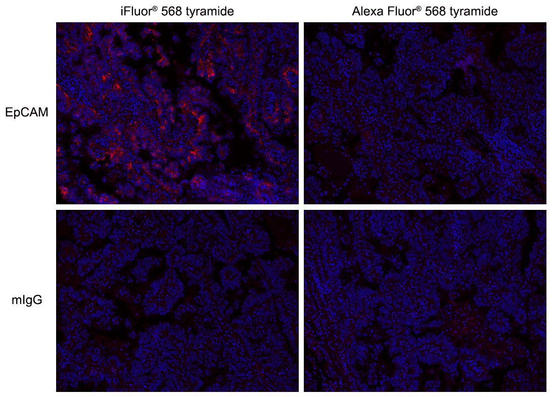 Formalin-fixed, paraffin-embedded (FFPE) human lung tissue was labeled with anti-EpCAM mouse mAb followed by HRP-labeled goat anti-mouse IgG (Cat No. 16728). The fluorescence signal was developed using iFluor® 568 tyramide (Cat No.  45106) or Alexa Fluor® 568 tyramide and detected with a TRITC/Cy3 filter set. Nuclei (blue) were counterstained with DAPI (Cat No. 17507).
