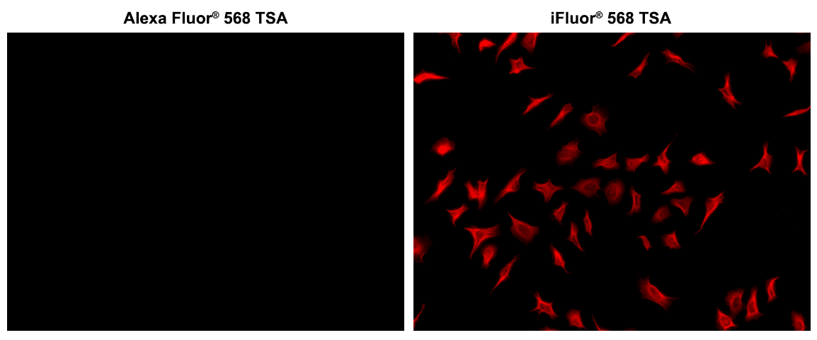 Microtubules of fixed HeLa cells were labeled with anti-α tubulin mouse mAb followed by HRP-labeled goat anti-mouse IgG (Cat No. 16728). The fluorescence signal was developed using Alexa Fluor® 568 tyramide or iFluor® 568 tyramide (Cat No. 45106) and detected with a TRITC/Cy3 filter set. iFluor® 568 tyramide shows significantly higher fluorescence intensity than Alexa Fluor® 568 tyramide under the same conditions.