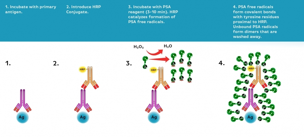 Power Styramide™ Signal Amplification (PSA™) system enables ultrasensitive detection of low-abundance targets in cells and tissues. PSA utilizes horseradish peroxidase (HRP)-mediated catalysis to deposit iFluor® dye–labeled Styramide™ molecules covalently, producing up to 10–50× stronger signals than conventional tyramide (TSA) reagents and >100× higher sensitivity than standard ICC/IF/IHC. The increased reactivity of PSA radicals, combined with the brightness and stability of iFluor® dyes, ensures faster, stronger, and more reliable fluorescence amplification compared to TSA.
