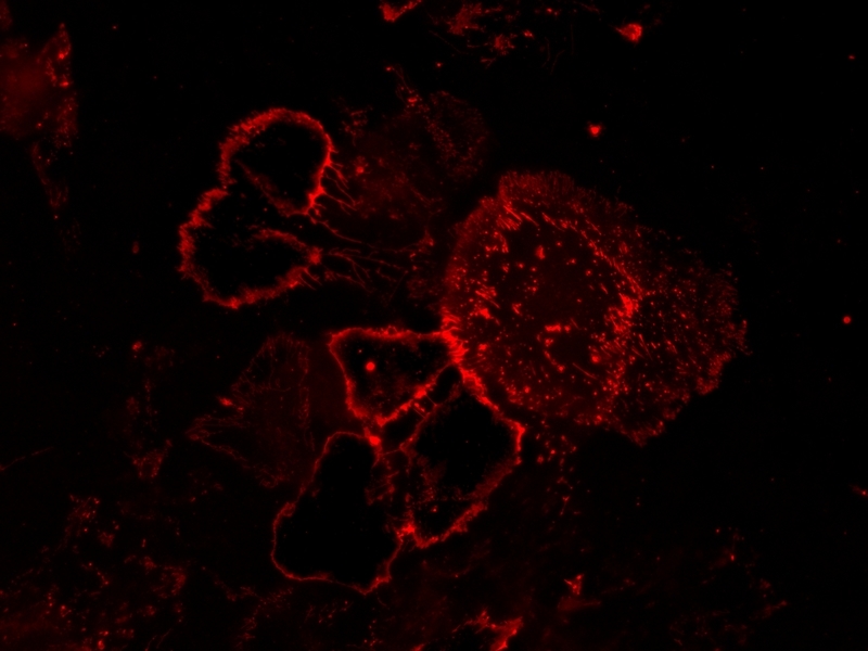 Live HeLa cells were stained with iFluor® 594-Concanavalin A Conjugate Conjugate at 5 µg/mL for 30 minutes. Image was acquired using fluorescence microscopy using TexasRed filter set.