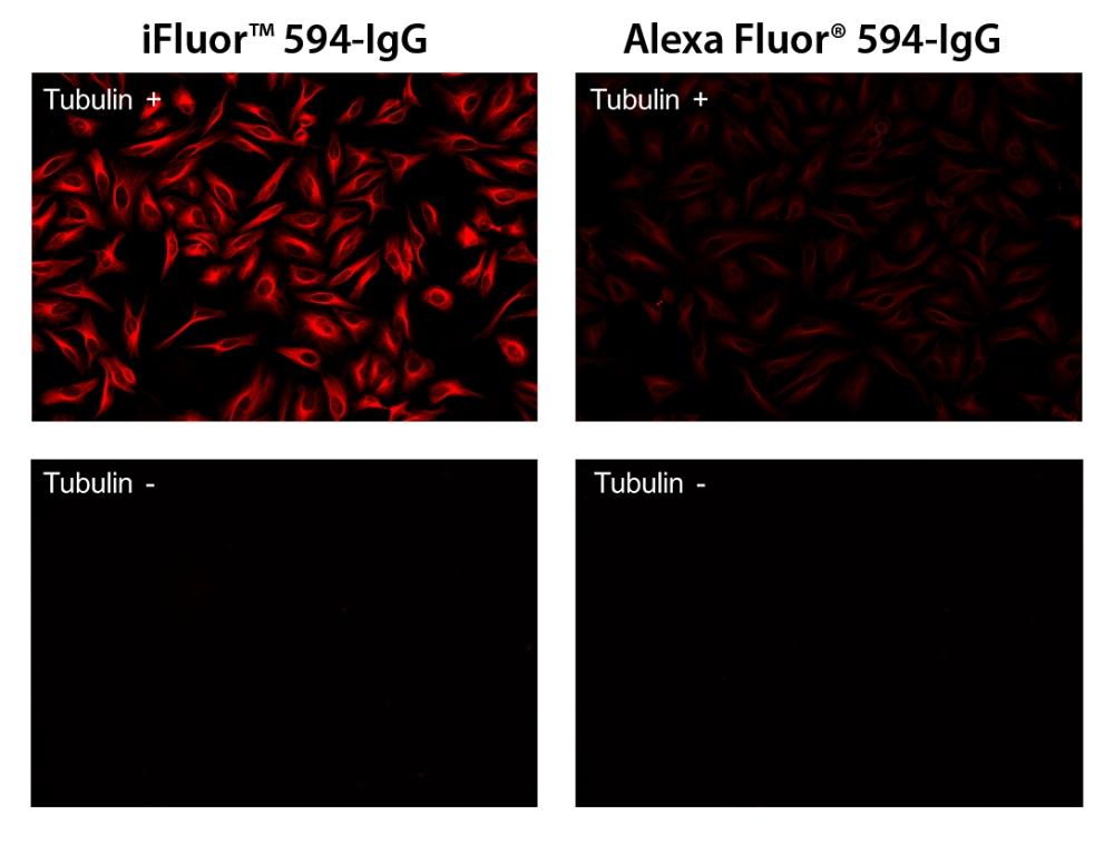 HeLa cells were stained with (Tubulin+) or without (Tubulin-) mouse anti-tubulin and then visualized with iFluor™ 594 goat anti-mouse IgG (Left) or with Alexa Fluor® 594 goat anti-mouse IgG (Right).