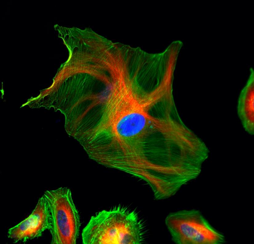 HeLa cells were stained with mouse anti-tubulin followed with iFluor<sup>TM</sup> 594 goat anti-mouse IgG (H+L) (red); actin filaments were stained with Phalloidin-iFluor<sup>TM</sup> 488 conjugate (green); and nuclei were stained with DAPI (blue).