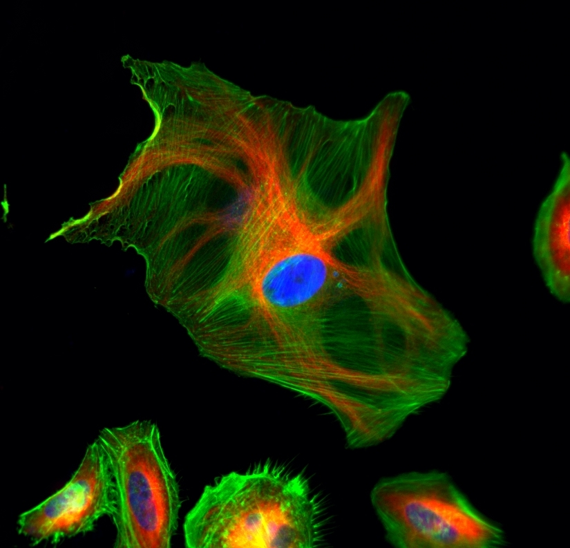 <p>HeLa cells were stained with rabbit anti-tubulin followed with iFluor<sup>TM</sup> 594 goat anti-rabbit IgG (H+L) (red); actin filaments were stained with Phalloidin-iFluor<sup>TM</sup> 488 conjugate (green); and nuclei were stained with DAPI (blue).</p>