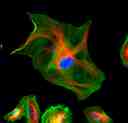 HeLa cells were stained with rabbit anti-tubulin followed with iFluor<sup>TM</sup> 594 goat anti-rabbit IgG (H+L) (red); actin filaments were stained with Phalloidin-iFluor<sup>TM</sup> 488 conjugate (green); and nuclei were stained with DAPI (blue).