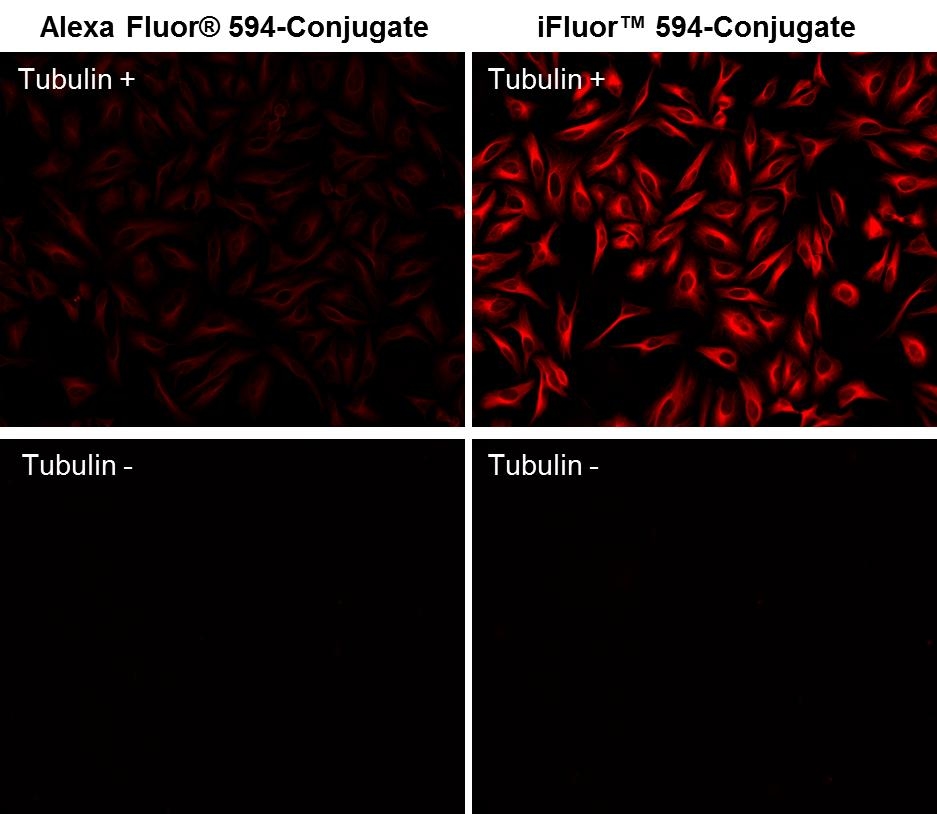 <p>HeLa cells were stained with (Tubulin+) or without (Tubulin-) mouse anti-tubulin and then visualized with goat anti-mouse IgG - Alexa Fluor® 594 conjugate (Left) or goat anti-mouse IgG - iFluor® 594 (Right). Dye to protein ratio for each conjugate is in 2.8~3.0 range.</p>