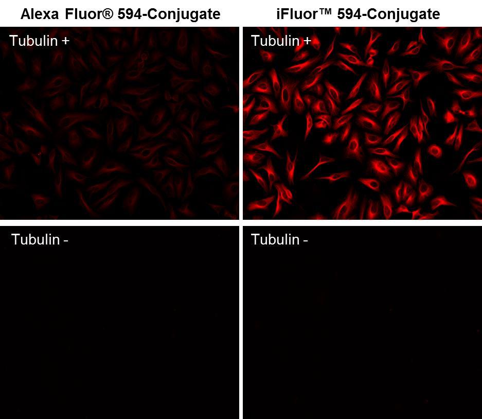 HeLa cells were stained with (Tubulin+) or without (Tubulin-) mouse anti-tubulin and then visualized with goat anti-mouse IgG - Alexa Fluor® 594 conjugate (Left) or goat anti-mouse IgG - iFluor® 594 (Right). Dye to protein ratio for each conjugate is in 2.8~3.0 range.